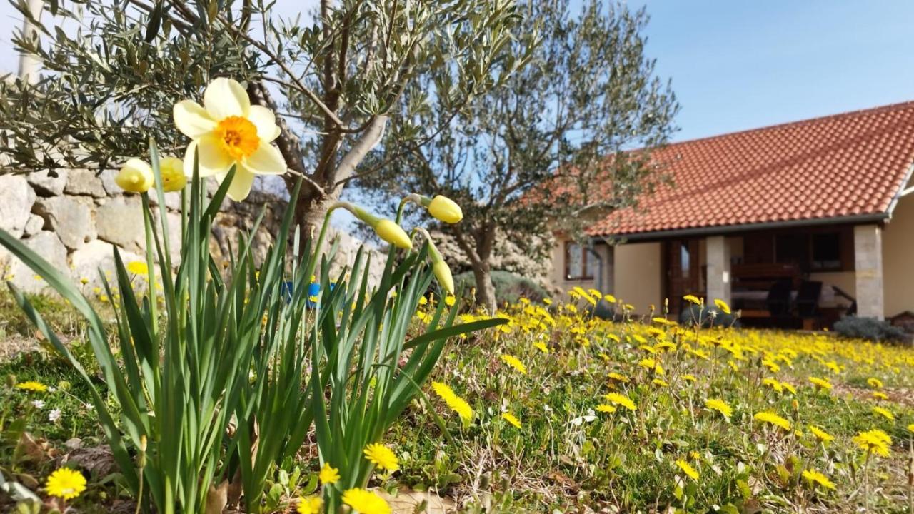 Holiday House Green Dream Obrovac Zewnętrze zdjęcie